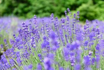 ラベンダー　花　色
